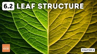 IGCSE Biology  Leaf structure 62 [upl. by Ennaihs]