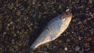 Fish rain from sky in Texarkana [upl. by Muhammad]