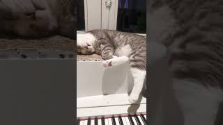 he like sleeping minhpiano musicforcats [upl. by Dirgni250]