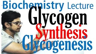 Glycogen synthesis  glycogen metabolism lecture 1 [upl. by Klug]