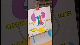 School Science Project  Kidney Working Model shorts project biology science [upl. by Gamal]