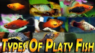 Types Of Platy Fish Varieties of Platy Fish Xiphophorus [upl. by Jeanne896]