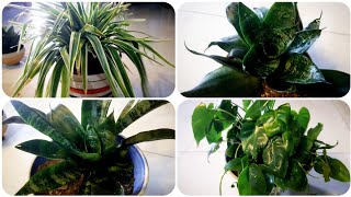 গাছ পরিচিতি  গাছ রিপট করলাম Arrowheaded plant  Syngonium plant Plant repot [upl. by Panayiotis]