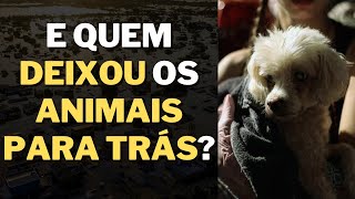 O SOFRIMENTO DOS ANIMAIS NA ENCHENTES DO RS I Mensagem Espírita [upl. by Ludovick764]