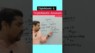 Diploblastic and triploblastic Animals neet biology shorts youtubeshorts [upl. by Nico835]