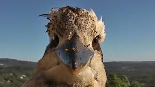 Termite Covered Kookaburra [upl. by Hemetaf]