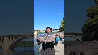 BIGGINS COMIN THROUGH youtubeshorts fishing fish subscribe tiktok trending viral viralvideo [upl. by Ahtnamys]