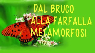 BRUCO E FARFALLAMETAMORFOSIspeciale primavera [upl. by Neirod364]