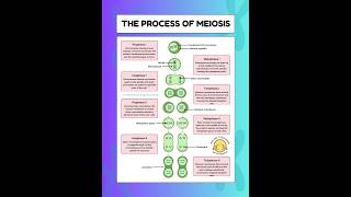 The process of MeiosisPhases of Meiosis meiosis biology [upl. by Iliram]