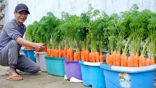 How To Grow Carrots At Home Very Simple Every Season Has Clean Carrots To Eat [upl. by Skylar]