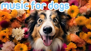 24 Hours Relaxing Music for Dogs Calming Video to Cure Anxiety 2024 [upl. by Jae892]