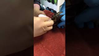 How to place an oesophagostomy tube in a tortoise [upl. by Ahsinelg]