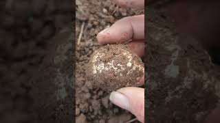 agate nodule scottishgeology agate agatehunting calming rockhounding [upl. by Suirtimed]