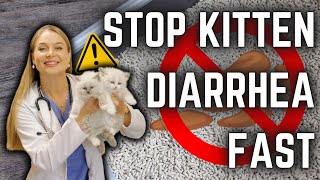 How to Stop Kitten DIARRHEA  Diet  Parasite treatment  New Breeders MUST WATCH [upl. by Enautna194]