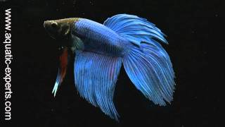 Betta splendens Siamese fighting fish in HD [upl. by Macgregor30]