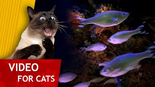 Cat Games  Aquarium full of Fish Video for Cats 1 hour [upl. by Sandi501]