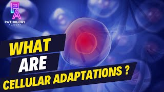 What Are Cellular Adaptations By Dr Aditi Kumar MD Pathology [upl. by Aiva]