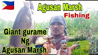 ANG LAKI NG GIANT GURAME NG AGUSAN MARSH [upl. by Llemert]