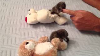 Baby Monkey Marmosets Playing [upl. by Noma457]