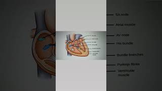 Conduction system of heart ll Quick revision of conduction system of heartheart nursingscience [upl. by Cal]