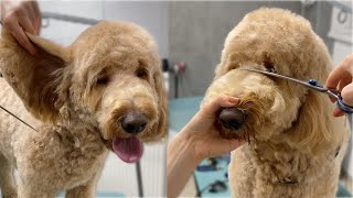 Goldendoodle full Grooming vertical video [upl. by Oeflein]