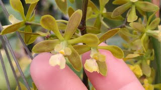 3 ENCYCLIAS ESPÉCIES ❤️ PATENS  RANDII  PROFUSAE  DICAS DE CULTIVO [upl. by Moffit]