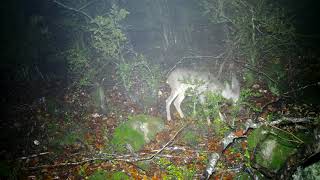 Corzo Capreolus capreolus  en la lluvia Grabado con la cámara trampa Bolyguard 2060 Pirineo [upl. by Nylssej]