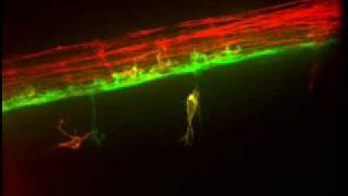 Timelapse Video of Gial Cell Movement [upl. by Aehsan]