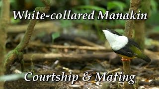 Whitecollared Manakin Manacus candei  Courtship dance and mating [upl. by Hyrup]