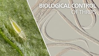 Biological control of thrips  Steinernema feltiae [upl. by Kaiser]