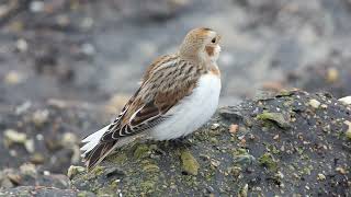 Sneeuwgors paarse strandloper snow bunting purple sandpiper Vogelen met Limosa 52 [upl. by Hairej759]