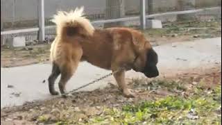 tibetan mastif x caucasian shepherd [upl. by Gessner]