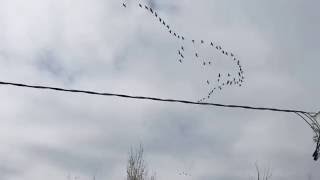 Geese flying south for the winter [upl. by Sugden]