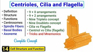 Centriole Centrosome Cilia and Flagella  Complete concept  J Biology [upl. by Cleopatra137]