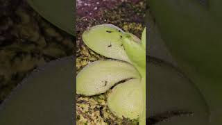 벌레잡이제비꽃 티나 벌레잡는 식물  Pinguicula Tina  Insectivorous Plant [upl. by Johnston]