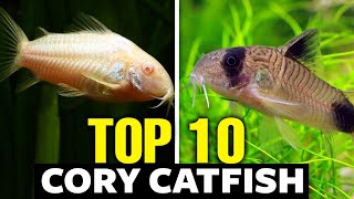 Top 10 Cory Catfish Types [upl. by Emina237]