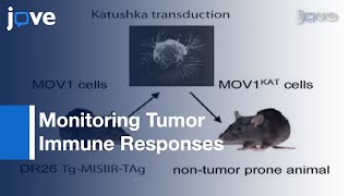 Orthotopic Model Serous Ovarian CancerImmunocompetent Mice Tumor Imaging l Protocol Preview [upl. by Annaed]