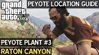 Peyote Location 3 • Raton Canyon • GTA 5 PC [upl. by Reviere]