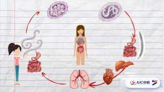 O CICLO DO ASCARIS LUMBRICOIDES  PARASITOLOGIA [upl. by Esinej]