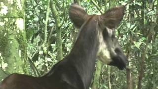 Okapi Walking in the Forest [upl. by Yborian]