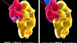 IRES  Internal RibosomeBinding Sequence [upl. by Ingemar]