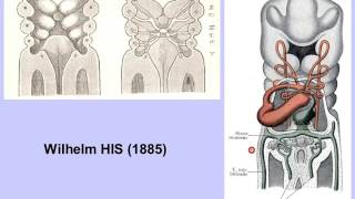 embryologie du tube digestif partie 1 [upl. by Seuqram]