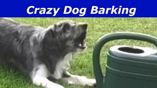 Crazy Dog Barking LOUD BARKING Prank Your Dog and Cats prankyourdog [upl. by Anissa65]