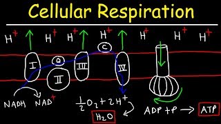 Cellular Respiration [upl. by Bremser726]