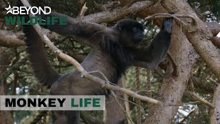 S9E07  Woolly Monkey Chippy Patrols His New Home For The First Time  Monkey Life  Beyond Wildlife [upl. by Hortensa]