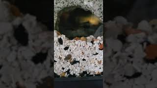 Two mbuna Cichlids fighting inside a cave FIGHT FIGHT FIGHT [upl. by Andriana]