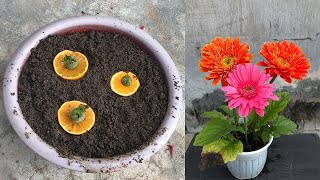 Tips for propagating Gerbera plants from calyx [upl. by Samuel]