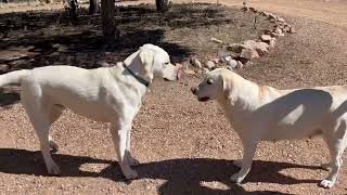 Belle Gets a Visit from her Puppy cutepuppies labrador [upl. by Ahdar]