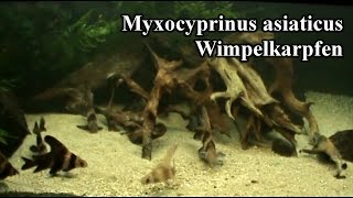 Wimpelkarpfen  Myxocyprinus asiaticus ZOO Leipzig Aquarium [upl. by Akined223]