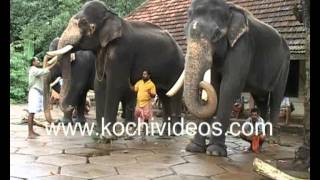 Rejuvenation therapy for Elephantswmv [upl. by Wrdna]